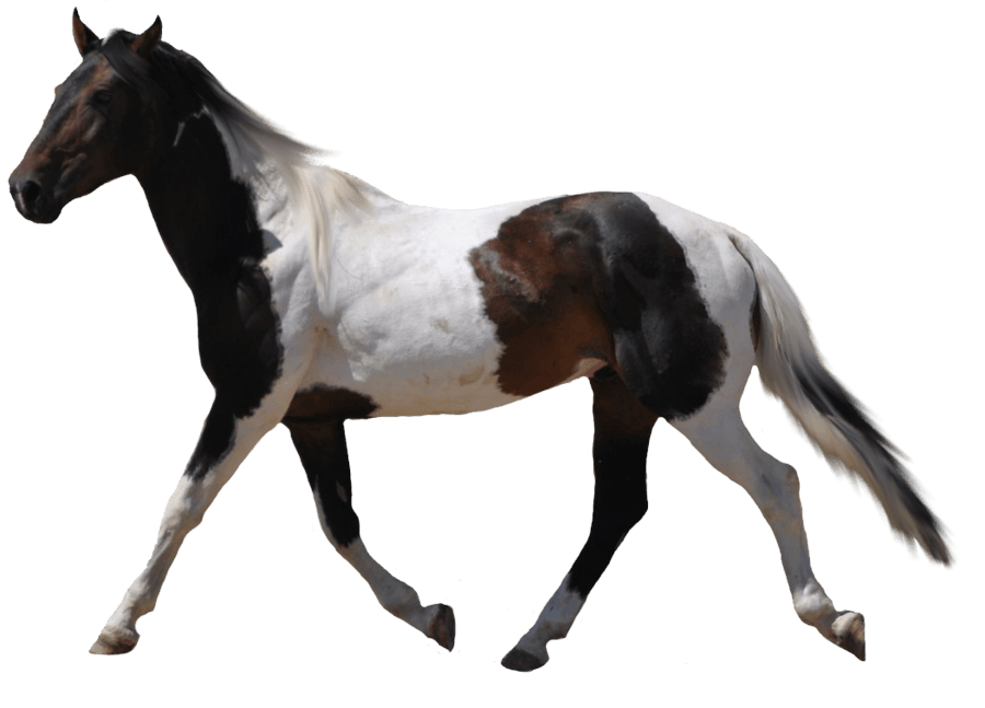 Horse Png Image PNG Image