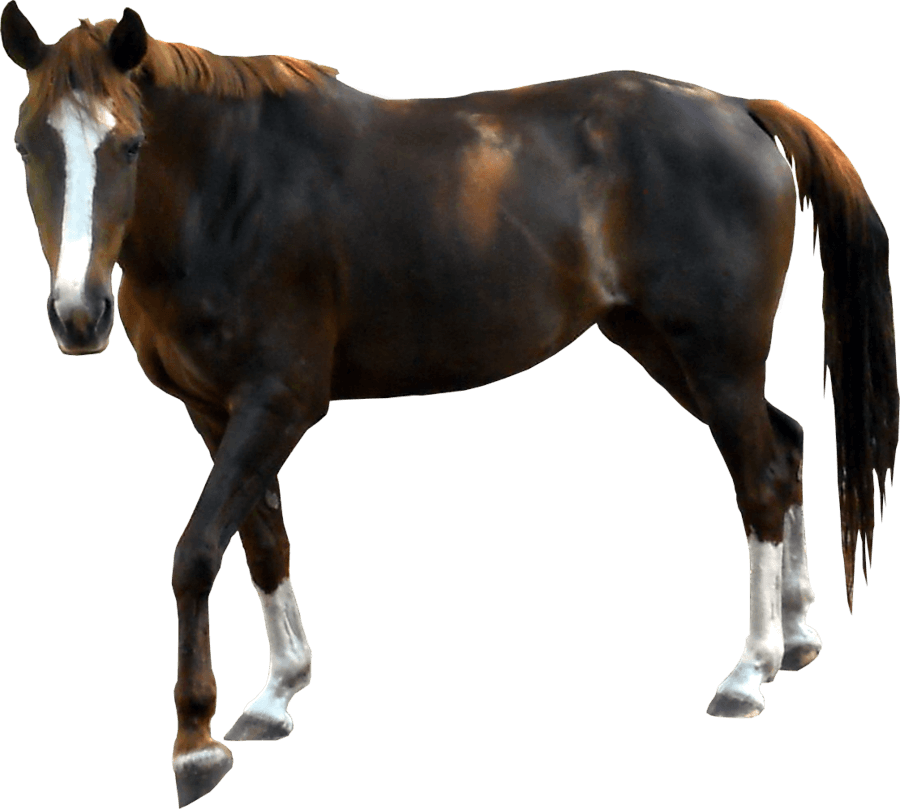 Horse Png Image PNG Image