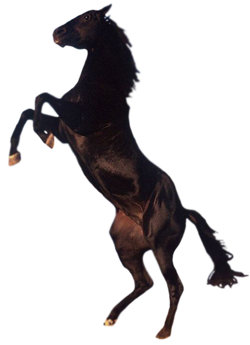 Horse Png 4 PNG Image