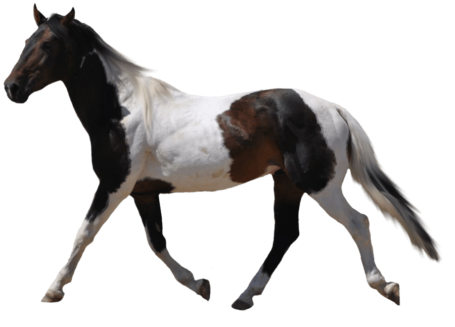 Download Horse Png Image Download Picture Transparent Background HQ PNG