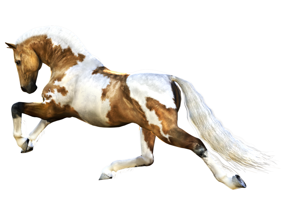 Horse Png 3 PNG Image
