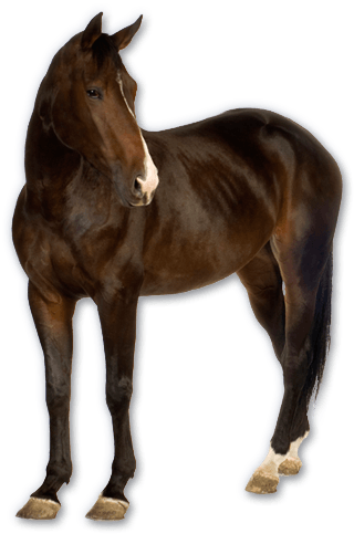 Horse Png Image PNG Image