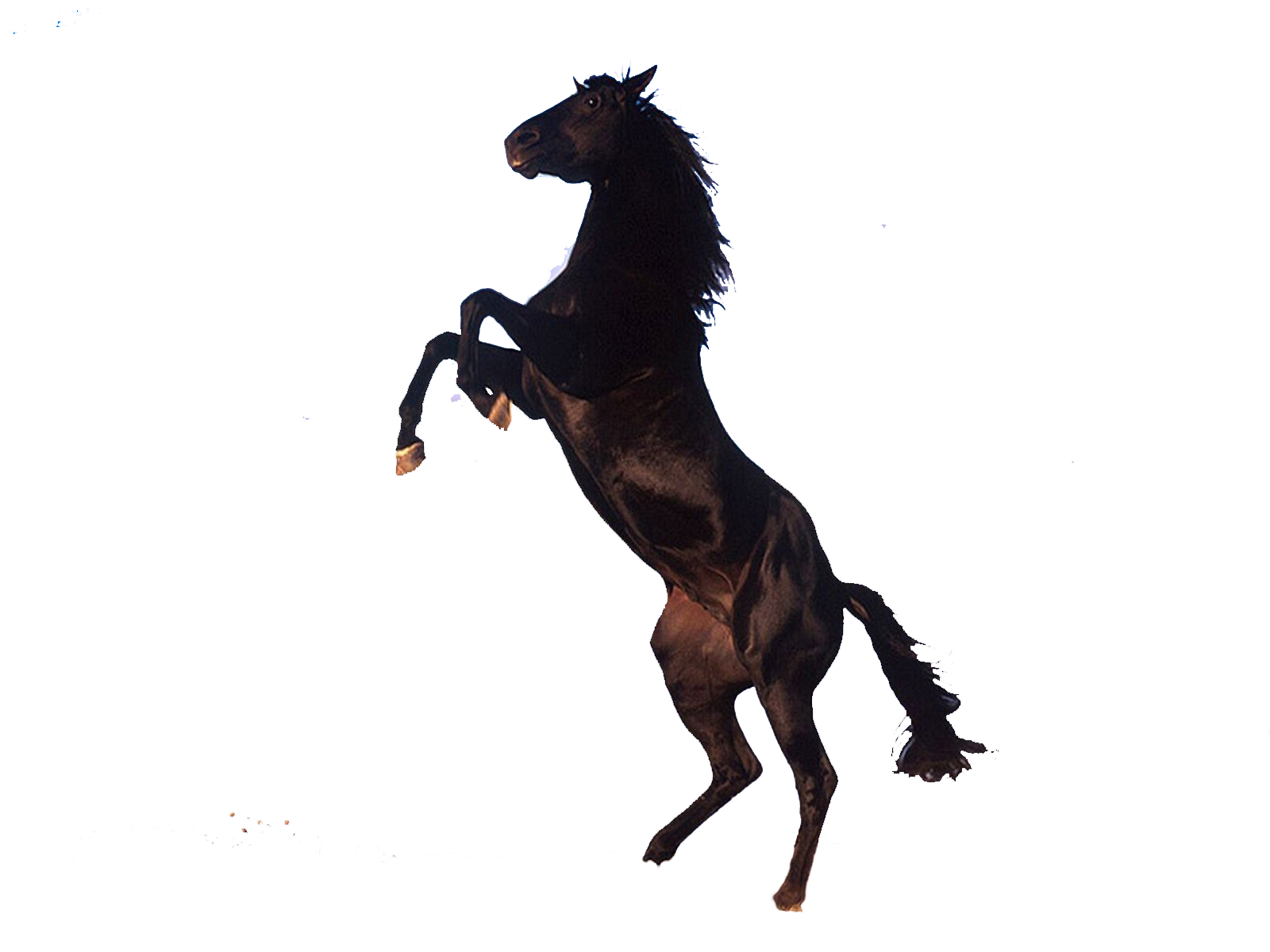 Horse Png PNG Image