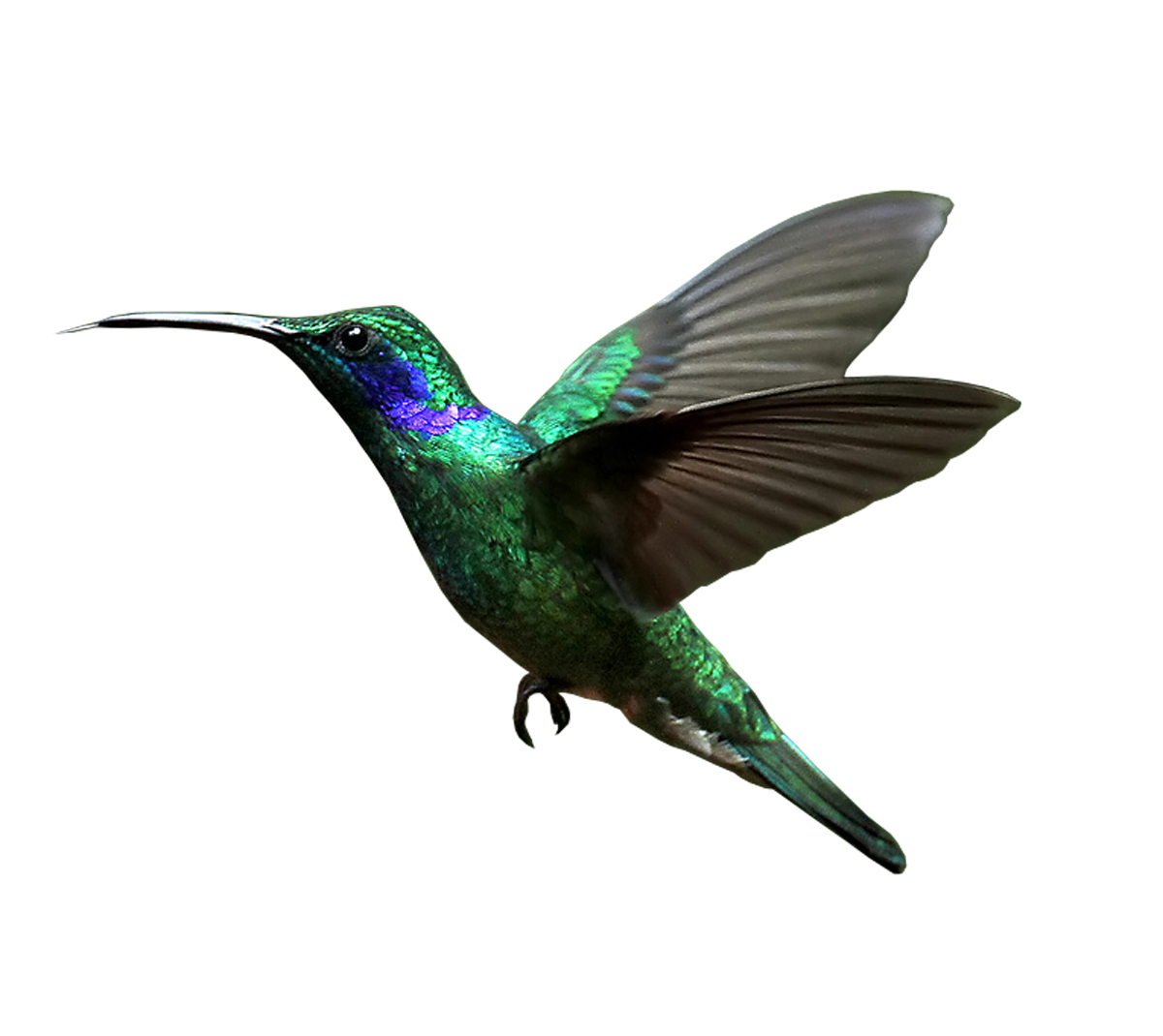 Real Flying Hummingbird Free Download PNG HQ PNG Image