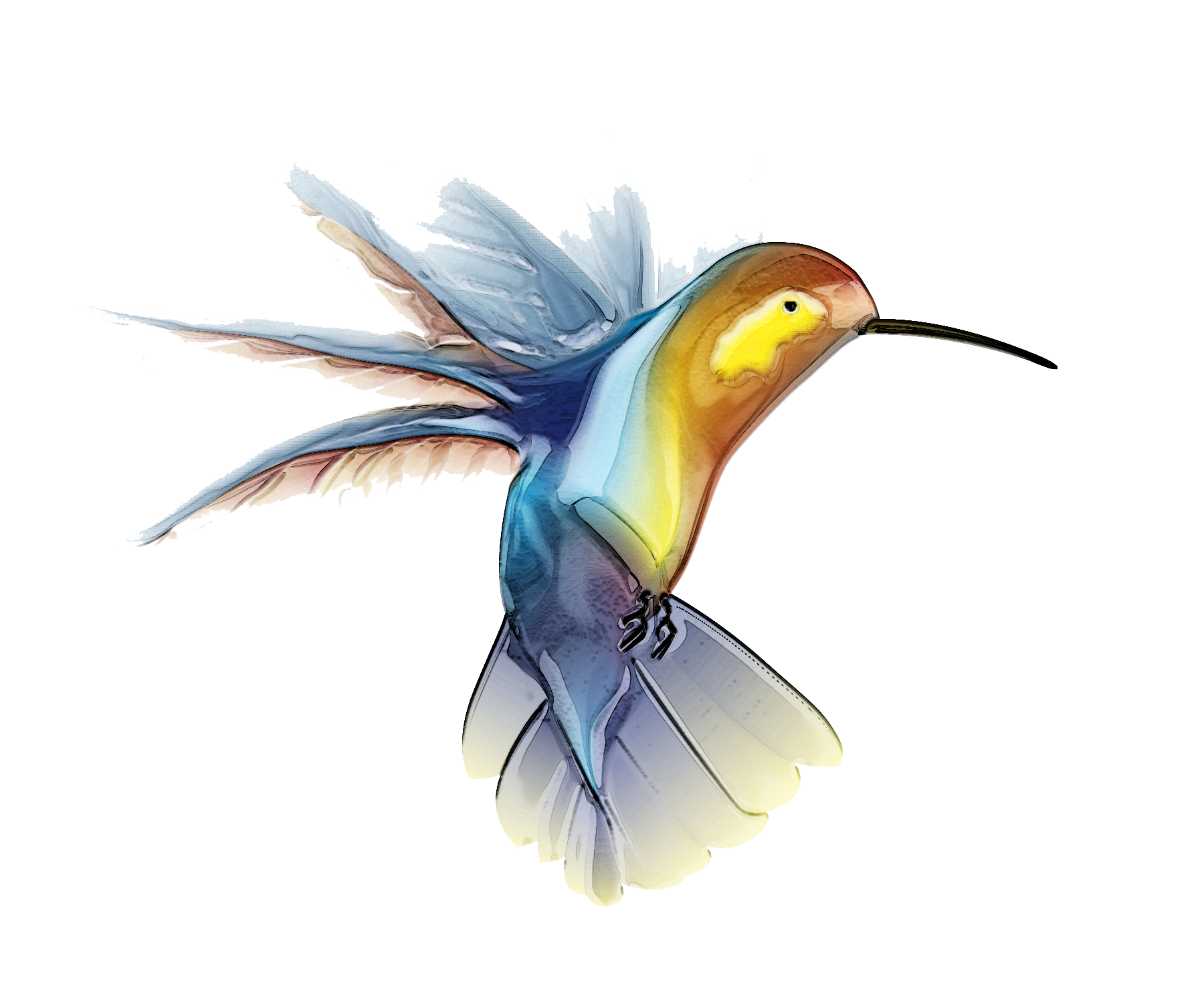 Hummingbird Picture PNG Image