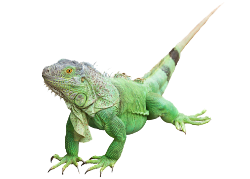 Iguana Photos PNG Image