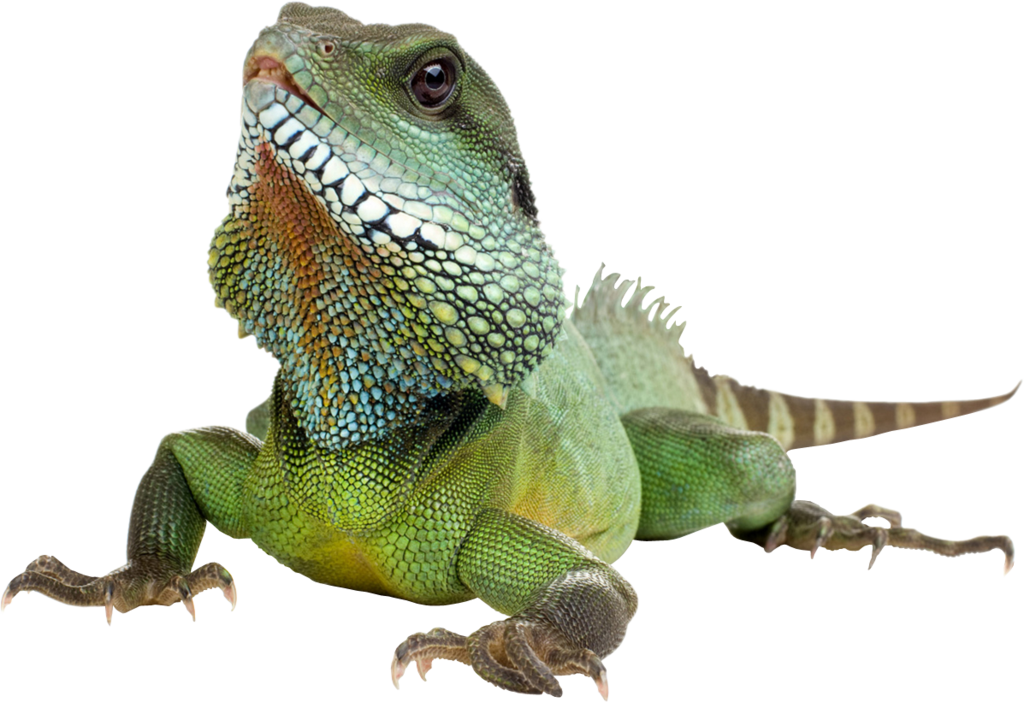 Iguana Transparent Background PNG Image