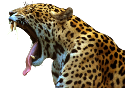 Jaguar Png File PNG Image