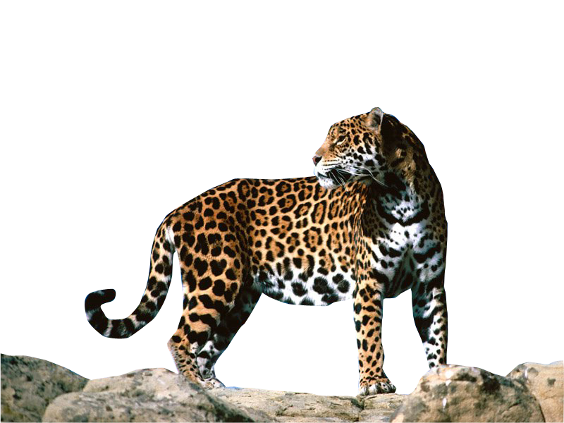 Jaguar Png Clipart PNG Image