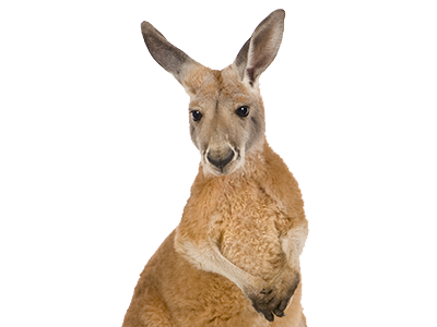 Kangaroo Transparent PNG Image