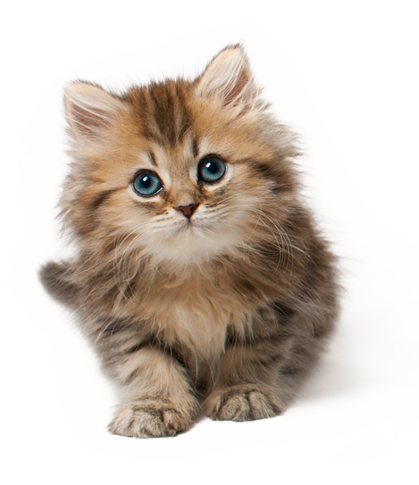 Kitten Png Hd PNG Image