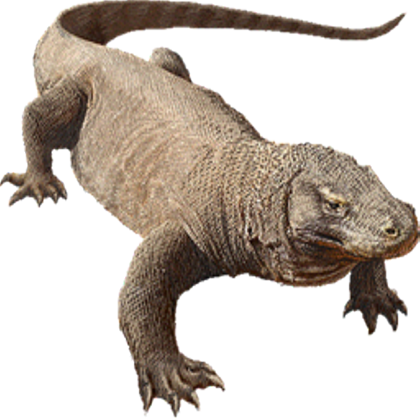 Komodo Dragon Png Image PNG Image