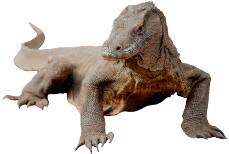 Komodo Dragon Png Picture PNG Image