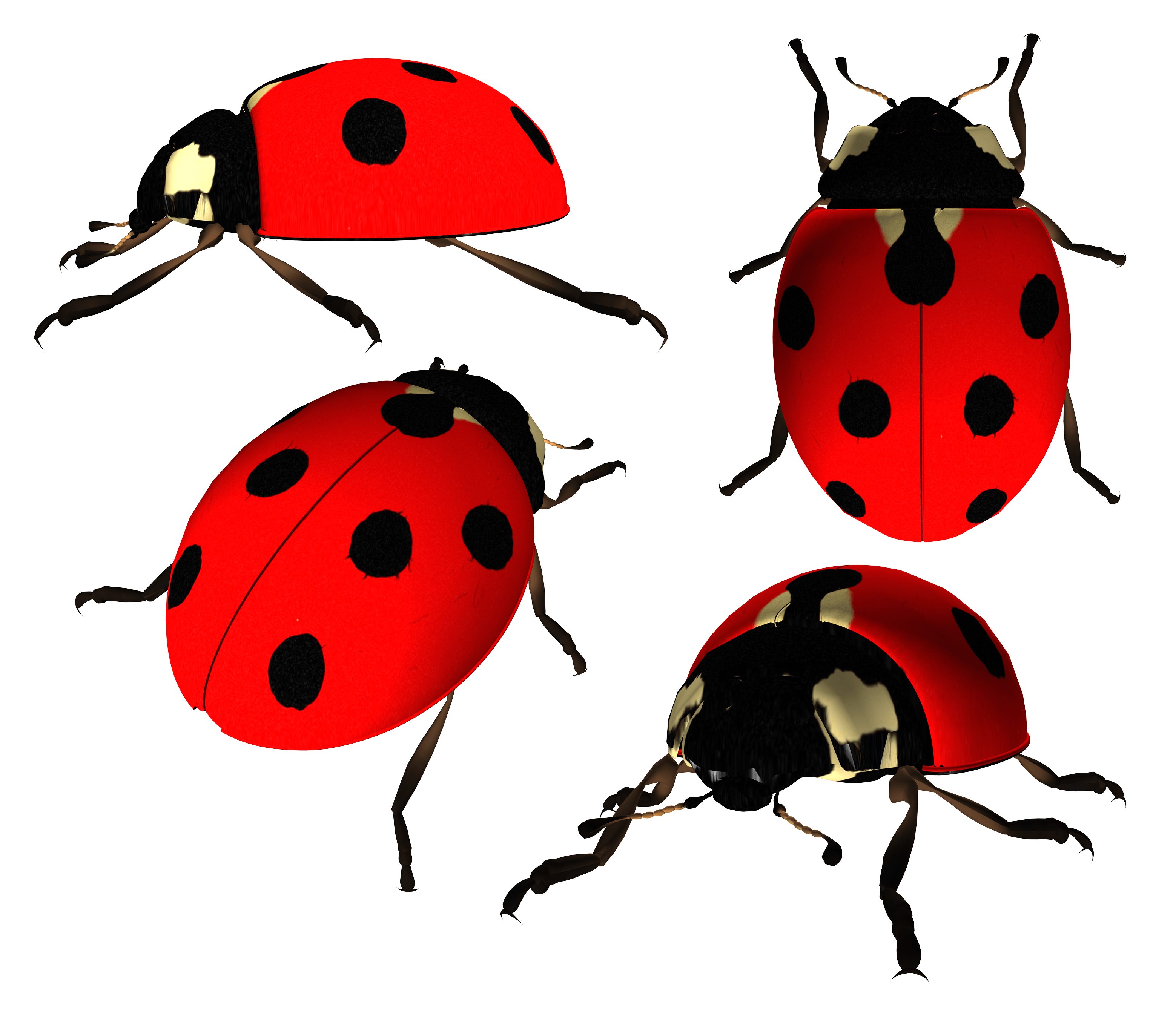 Download Ladybug Png Image HQ PNG Image | FreePNGImg