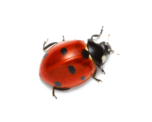 Ladybug Insect Red HD Image Free PNG Image