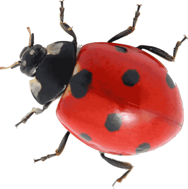 Ladybug Insect Red Free Download PNG HQ PNG Image