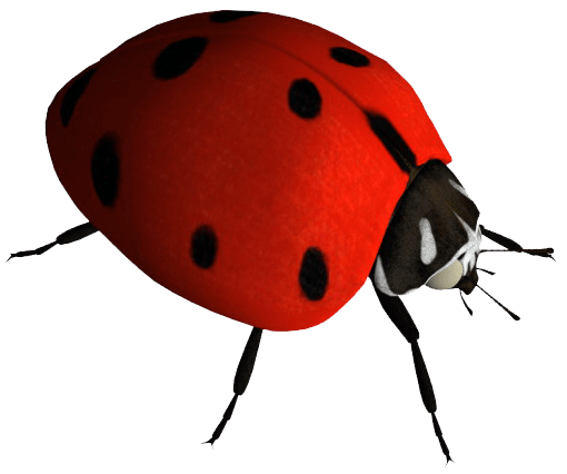 Ladybug Png Image PNG Image