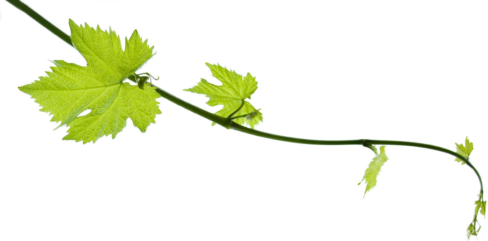 Vine Leaf Grape Bunch Free Clipart HQ PNG Image