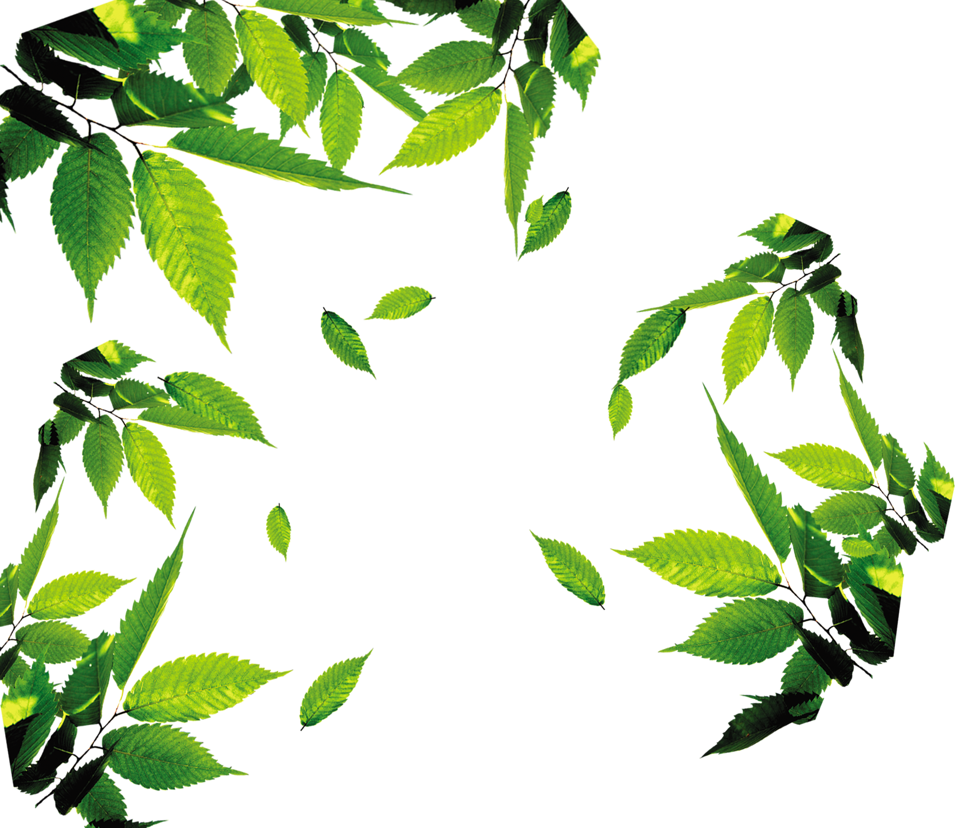 Photos Vector Green Leafs PNG Download Free PNG Image