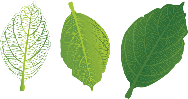 Green Leaf Download Free Clipart HQ PNG Image
