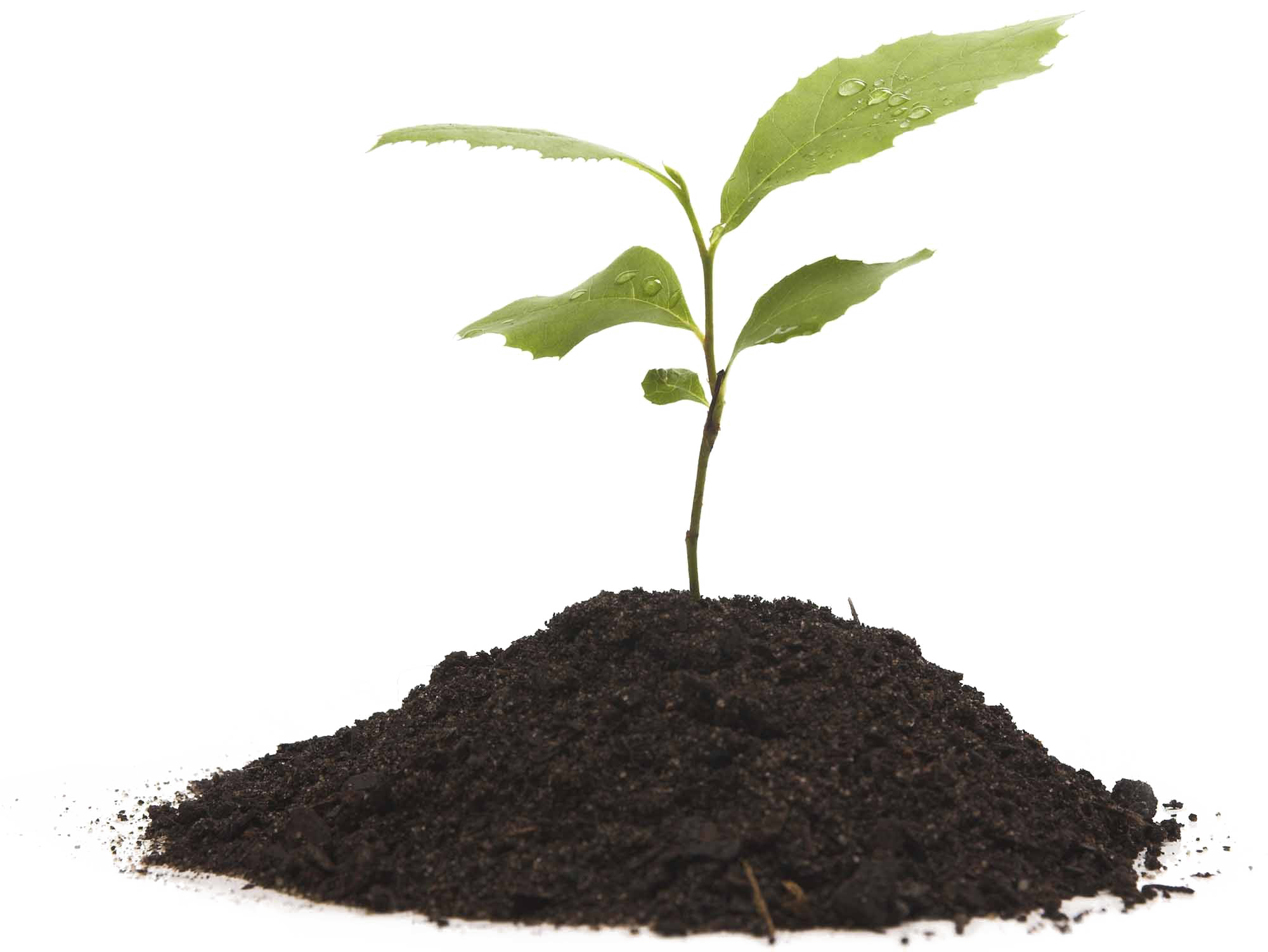 Growing Plant Free HD Image PNG Image