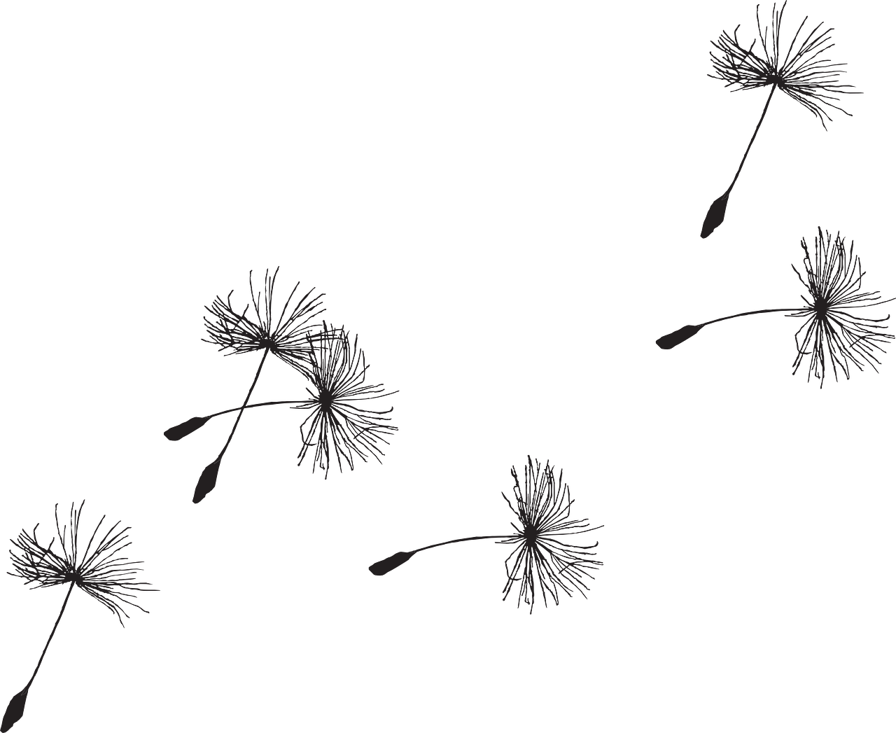 Dandelion Picture Free HD Image PNG Image