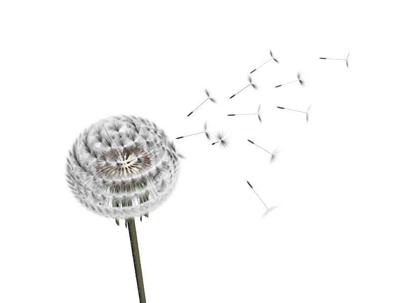 Dandelion Free HQ Image PNG Image