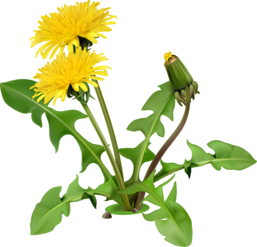 Yellow Dandelion Image Download HD PNG PNG Image