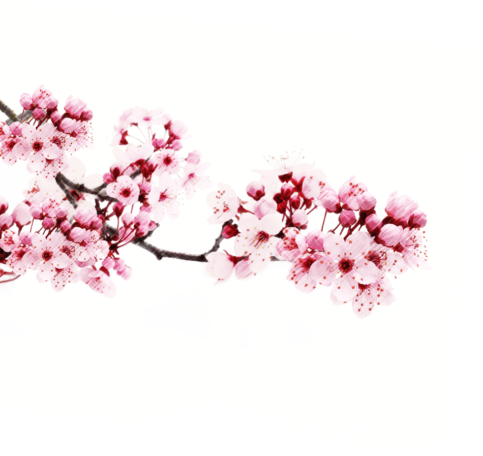 Japanese Flowering Cherry Picture PNG Download Free PNG Image