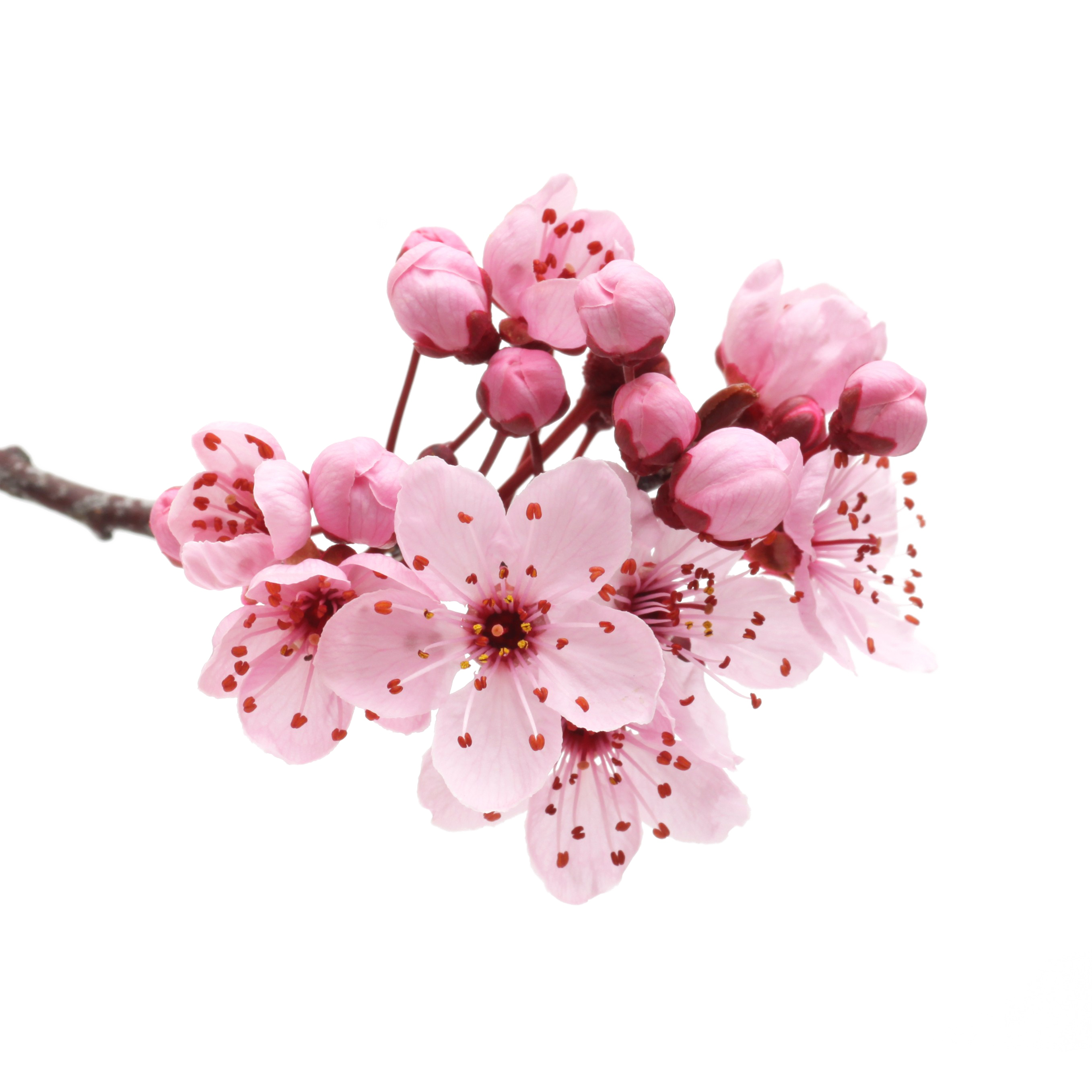 Japanese Flowering Cherry Download Free Image PNG Image