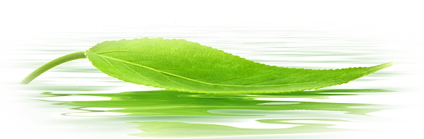 Water Drop Leaf HQ Image Free PNG Image