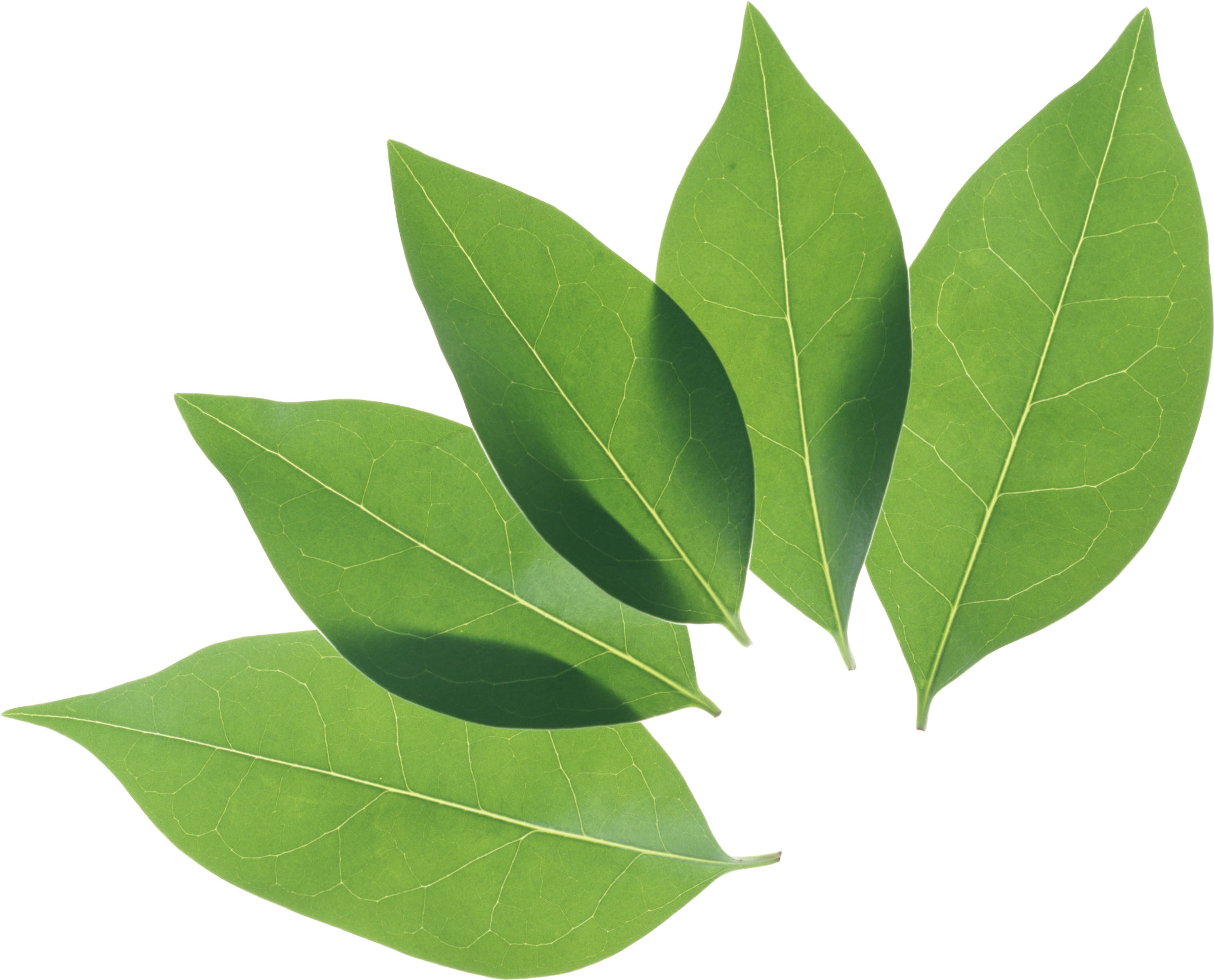 Fresh Leaves Green HD Image Free PNG Image