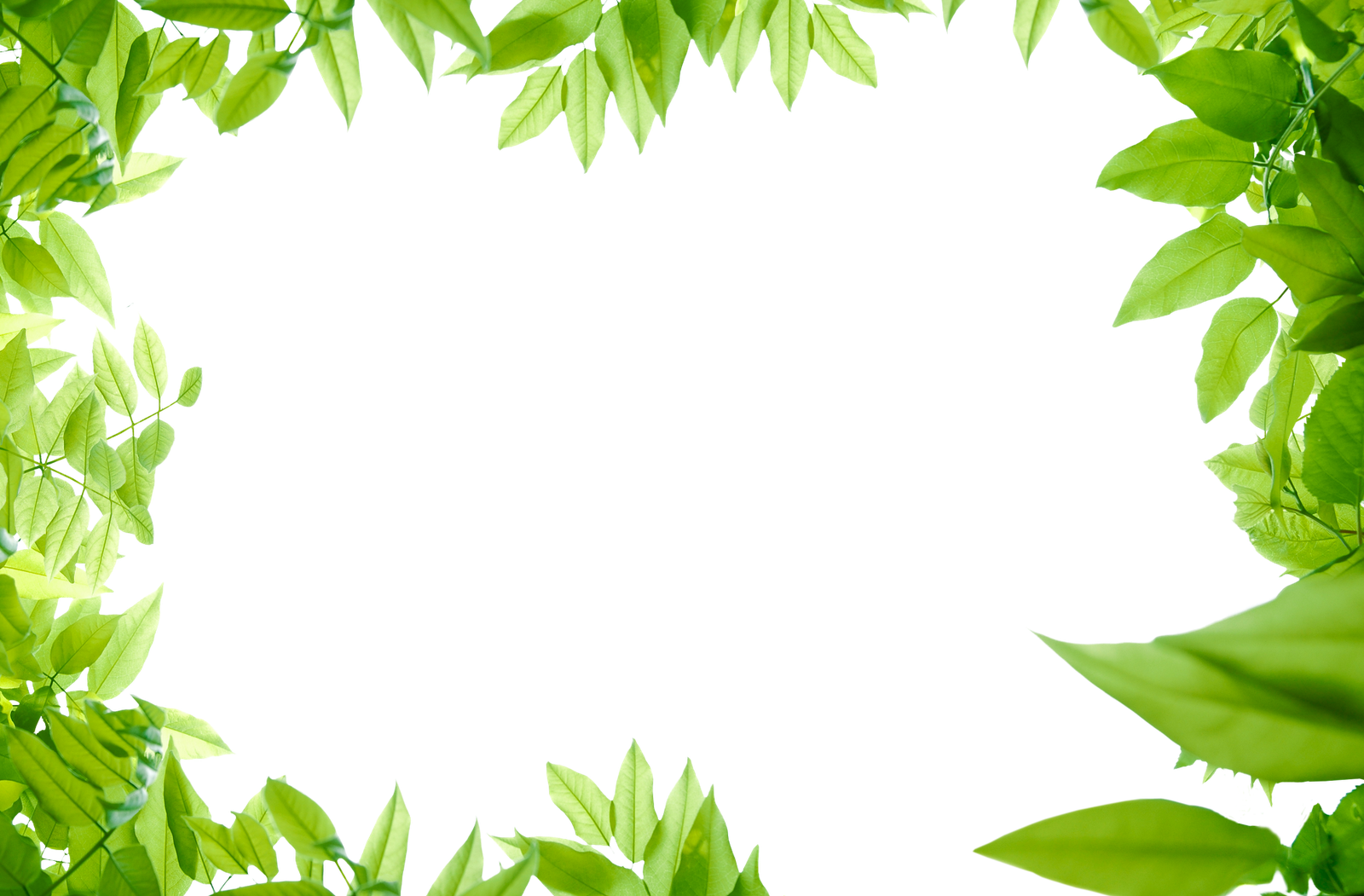Green Leaves Organic Free Download PNG HD PNG Image
