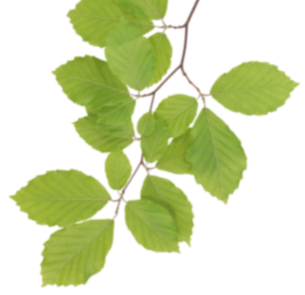Real Leaves Clipart PNG Image
