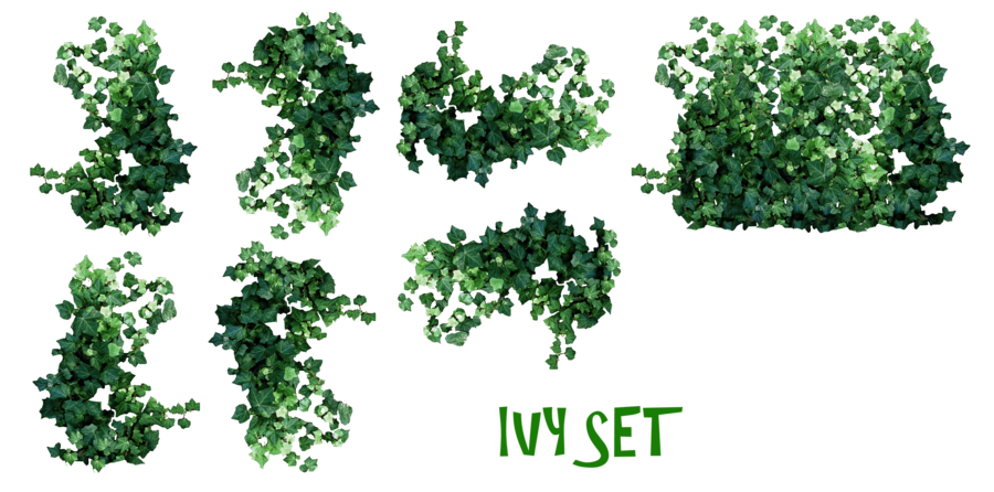 Real Leaves PNG Image