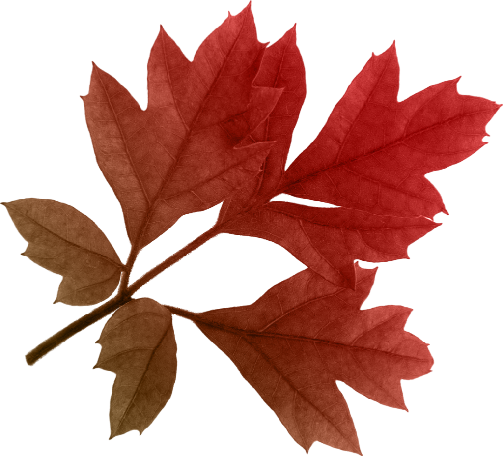 Autumn Leaves Clipart PNG Image