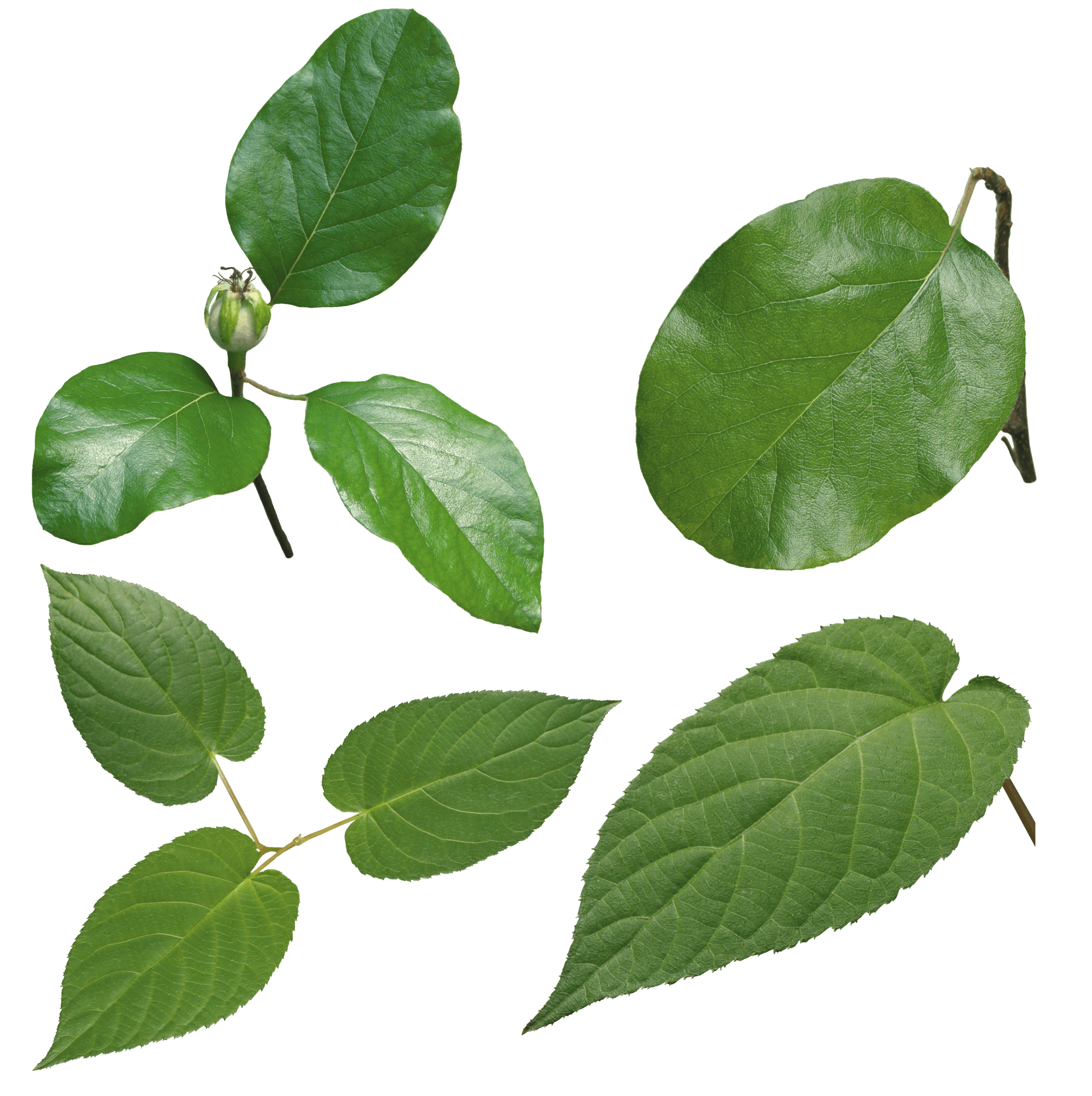 Green Leaves Image PNG Image