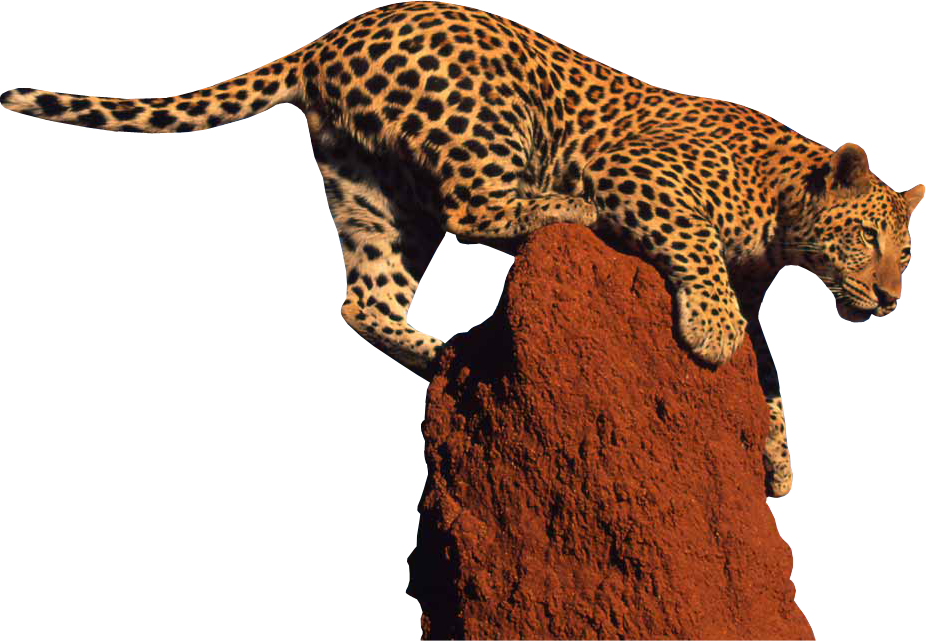 Leopard Clipart PNG Image