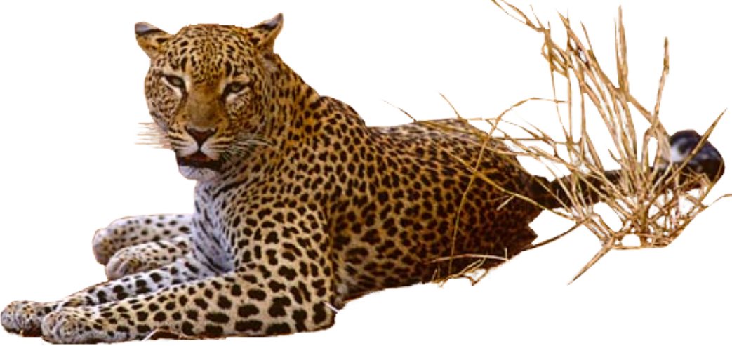 Leopard Png Pic PNG Image
