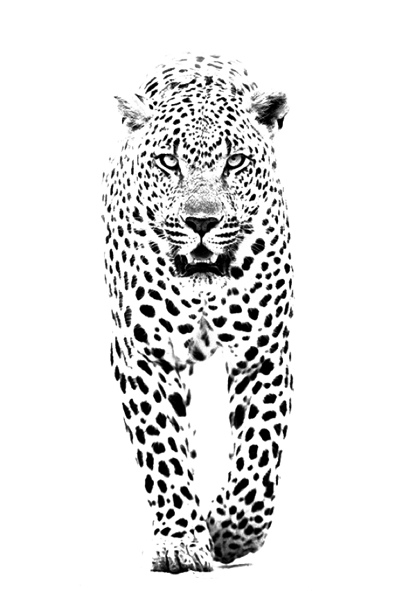 And Jaguar Panther Leopard Tiger Lion Black PNG Image