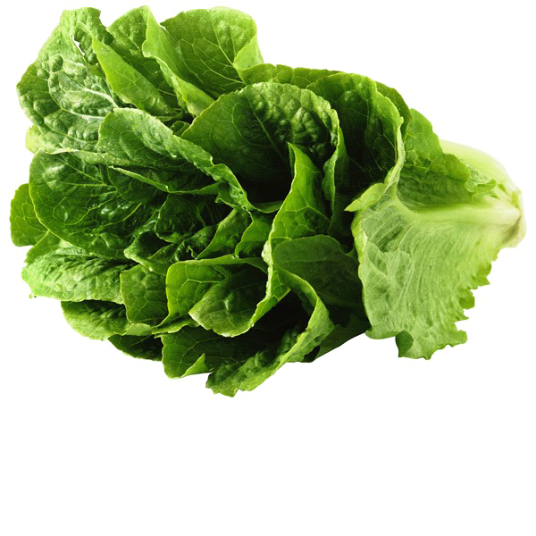 Lettuce Green Butterhead PNG Download Free PNG Image