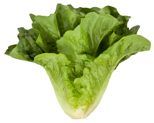 Fresh Green Lettuce Free HD Image PNG Image