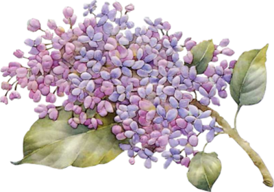 Lilac Photo PNG Image