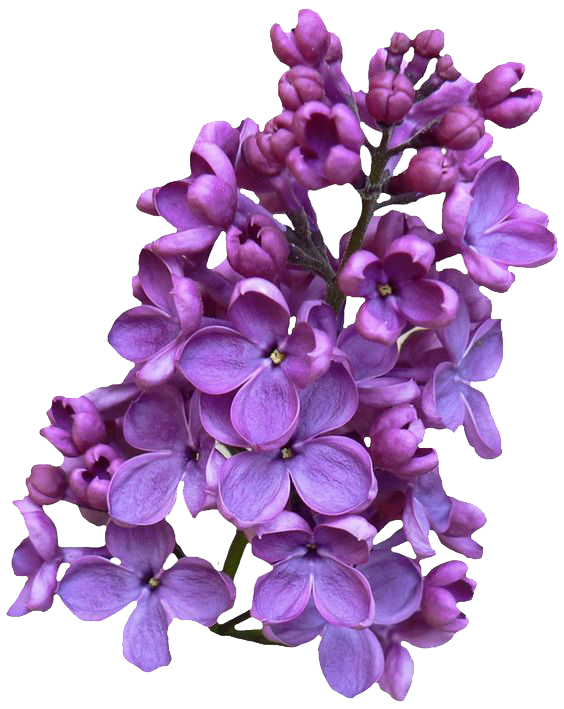 Lilac Clipart PNG Image