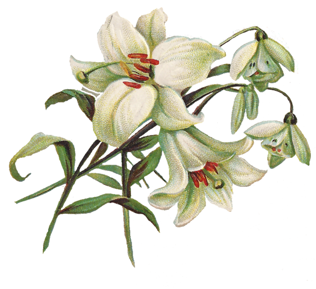 Lily Transparent Image PNG Image