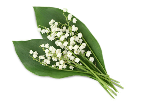 Lily Of The Valley Clipart PNG Image