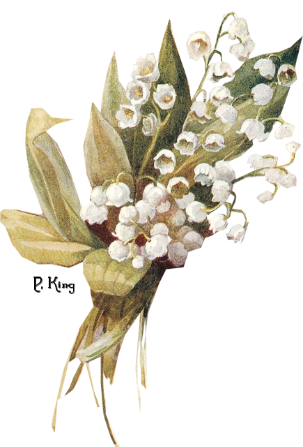 Lily Of The Valley Free Download PNG Image
