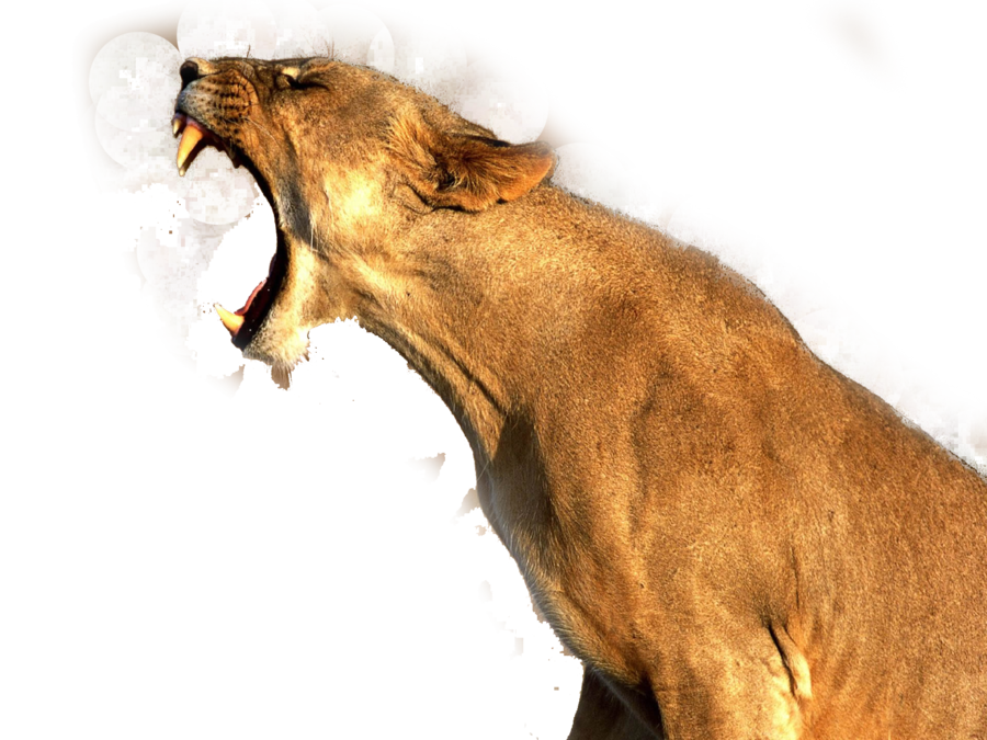 Cougar Lion Free Transparent Image HD PNG Image