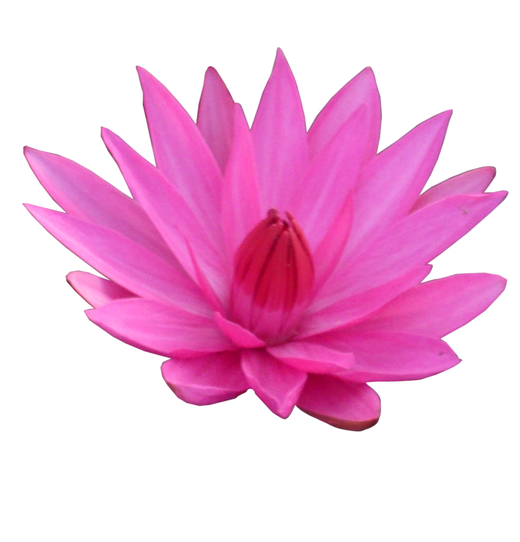 Lotus Transparent PNG Image