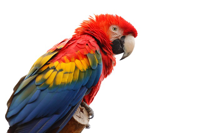Macaw Png Picture PNG Image
